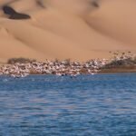 Best Birdwatching Tours in Morocco Best Birdwatching Tours in Morocco