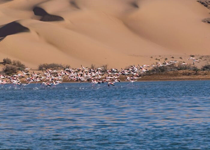 Best Birdwatching Tours in Morocco