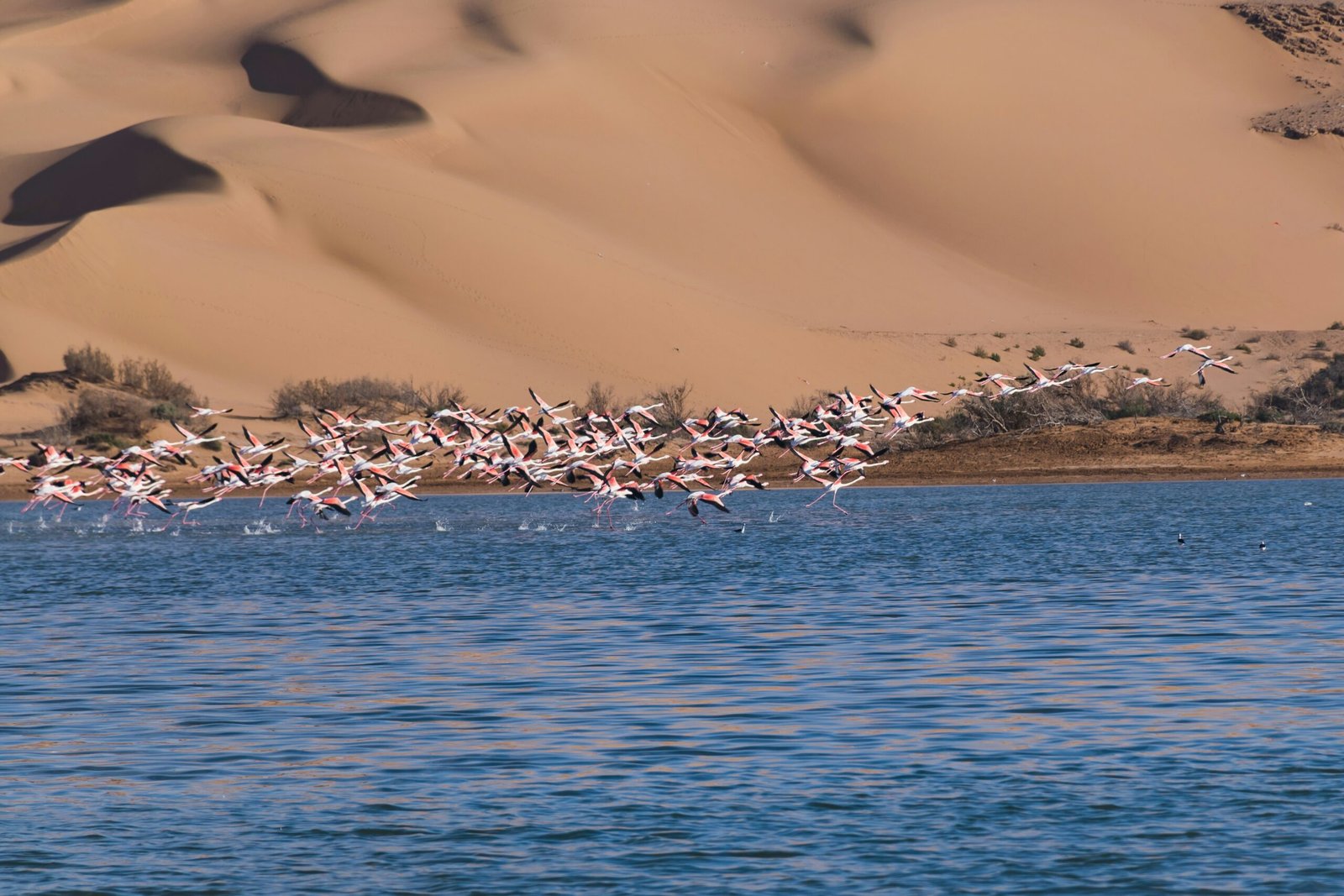 Best Birdwatching Tours in Morocco